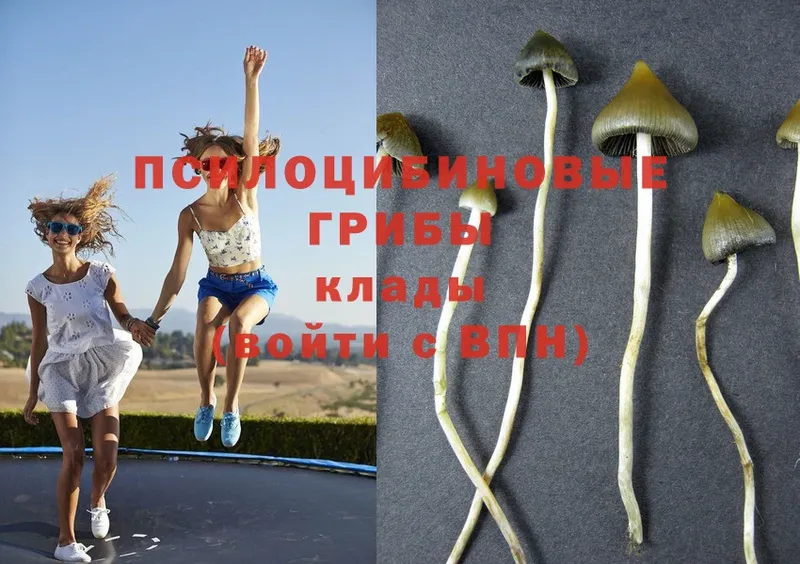 цена наркотик  Ульяновск  нарко площадка формула  Псилоцибиновые грибы Magic Shrooms 